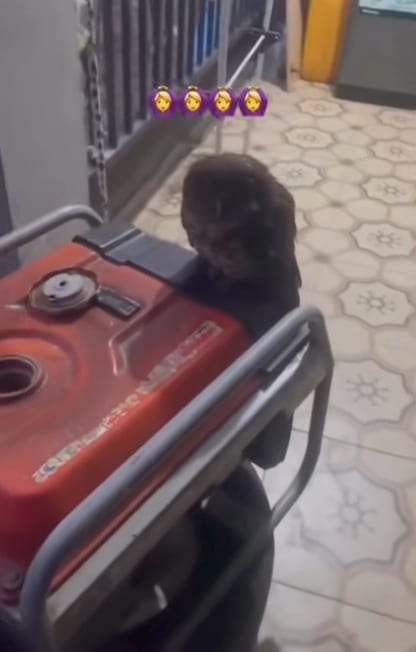 Lady breaks into prayers as owl appears in her home